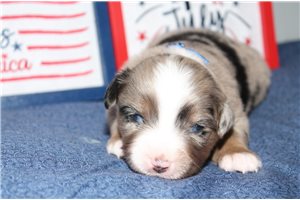 Pastor - Miniature Australian Shepherd for sale