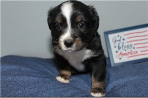 Paulie - Miniature Australian Shepherd for sale