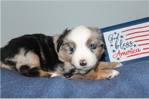 Jamie - Miniature Australian Shepherd for sale