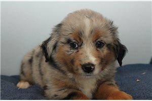 Belle - puppy for sale