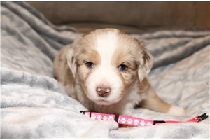 Rosie - Miniature Australian Shepherd for sale