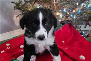 Kalen - Miniature Australian Shepherd for sale