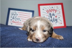 America - Miniature Australian Shepherd for sale