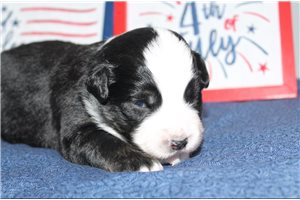 Scarlett - Miniature Australian Shepherd for sale