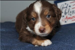 Dorothy - Miniature Australian Shepherd for sale