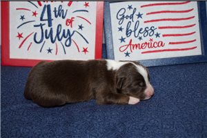 Glitter - Miniature Australian Shepherd for sale