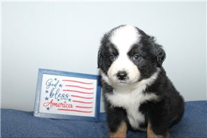 Scarlett - Miniature Australian Shepherd for sale