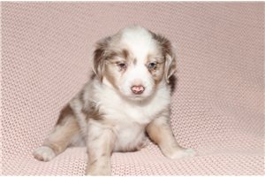 Kamden - Miniature Australian Shepherd for sale