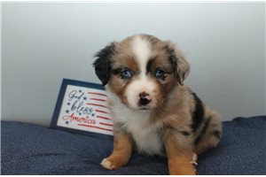 Pastor - Miniature Australian Shepherd for sale