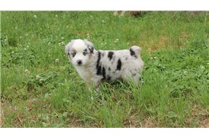 Ezekiel - Miniature Australian Shepherd for sale