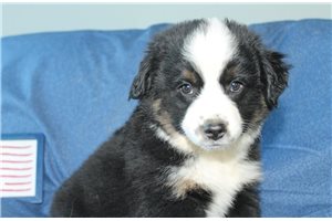 Scarlett - Miniature Australian Shepherd for sale