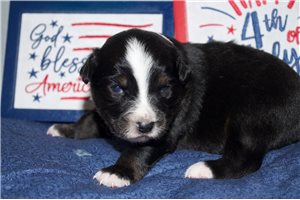 Paulie - Miniature Australian Shepherd for sale