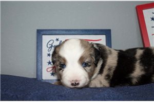 Jamie - Miniature Australian Shepherd for sale