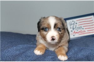 Pastor - Miniature Australian Shepherd for sale