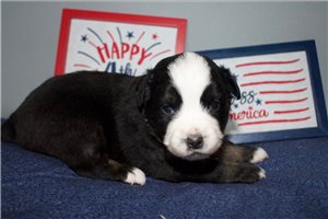 Scarlett - Miniature Australian Shepherd for sale