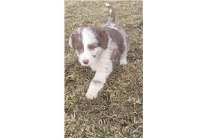 Remco - Aussiedoodle for sale