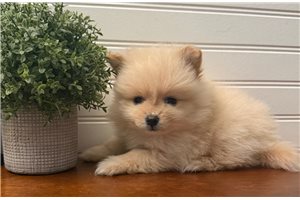 Georgia - Pomeranian for sale