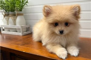 Elam - puppy for sale
