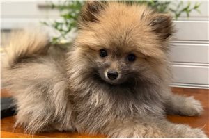 Leonardo - Pomeranian for sale