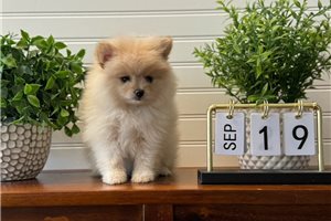 Elena - Pomeranian for sale