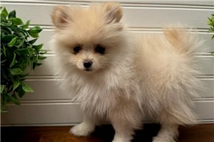 Brielle - Pomeranian for sale
