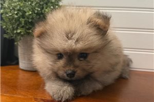 George - puppy for sale
