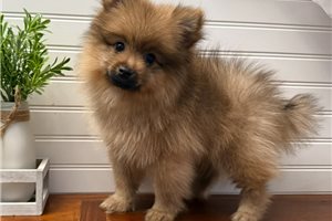 Egon - puppy for sale