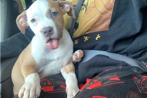 Dandelion - American Bully for sale
