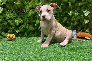 Franklin - puppy for sale