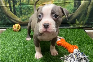 Florence - American Bully for sale