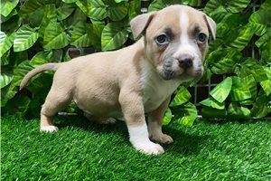 Felicity - American Bully for sale