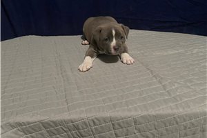 Victory - American Bully for sale