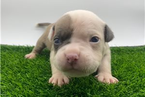 Faust - American Bully for sale