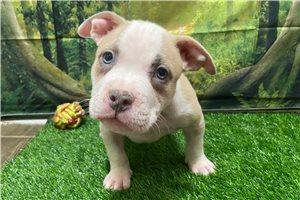 Franklin - American Bully for sale