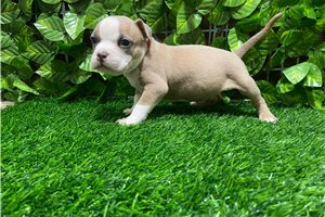Foster - puppy for sale
