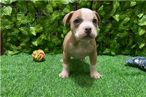 Foster - American Bully for sale