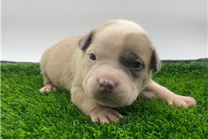Francis - American Bully for sale