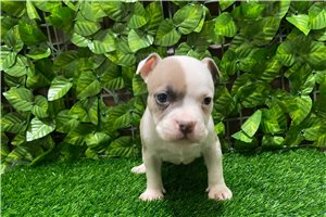 Faust - American Bully for sale