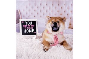 Maverick - Chow Chow for sale