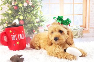 Bristol - Cockapoo for sale