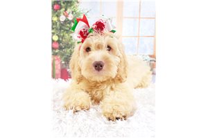 Brooklyn - Cockapoo for sale