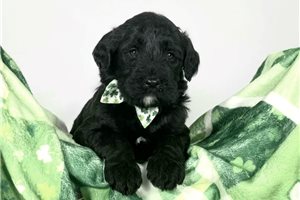 Standford - Whoodle for sale
