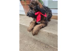 Poppy - Aussiedoodle for sale