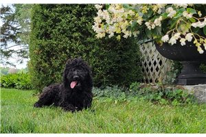 Jetta - Poodle, Standard for sale