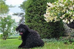 Jazzy - Poodle, Standard for sale