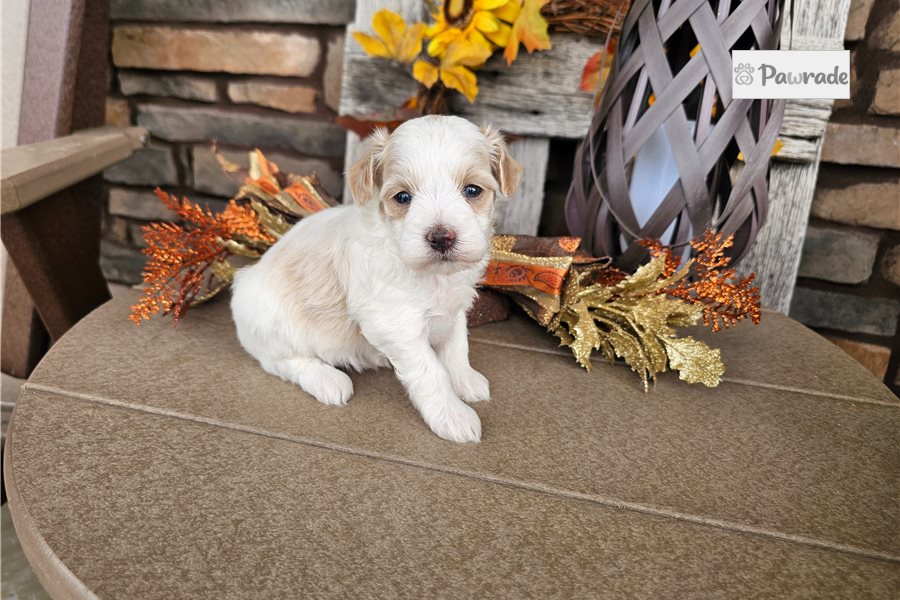 Sunny - Maltipoo for sale