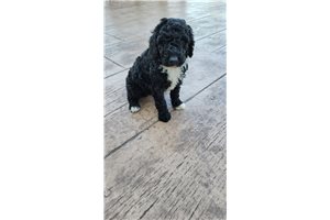 Ace - Bordoodle for sale
