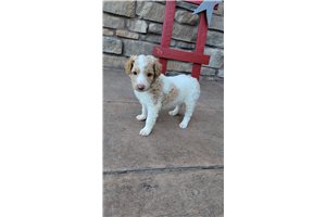 Misty - Bordoodle for sale