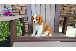 Faust - Cavalier King Charles Spaniel for sale