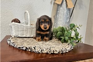 Olivia - Mini Dachshund for sale